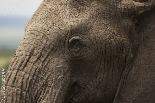Elephant Face Close-Up
