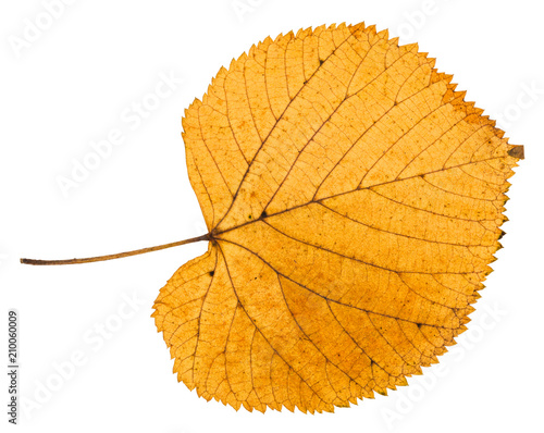 dried autumn leaf of linden tree isolated