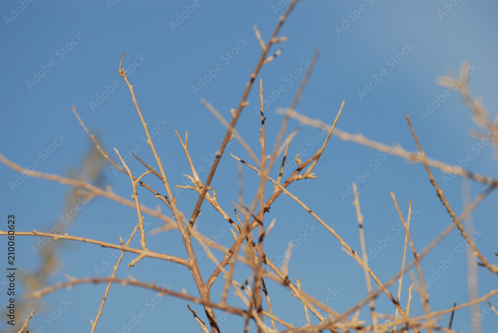 Spring nature background with tree branches Spring nature background with tree branches