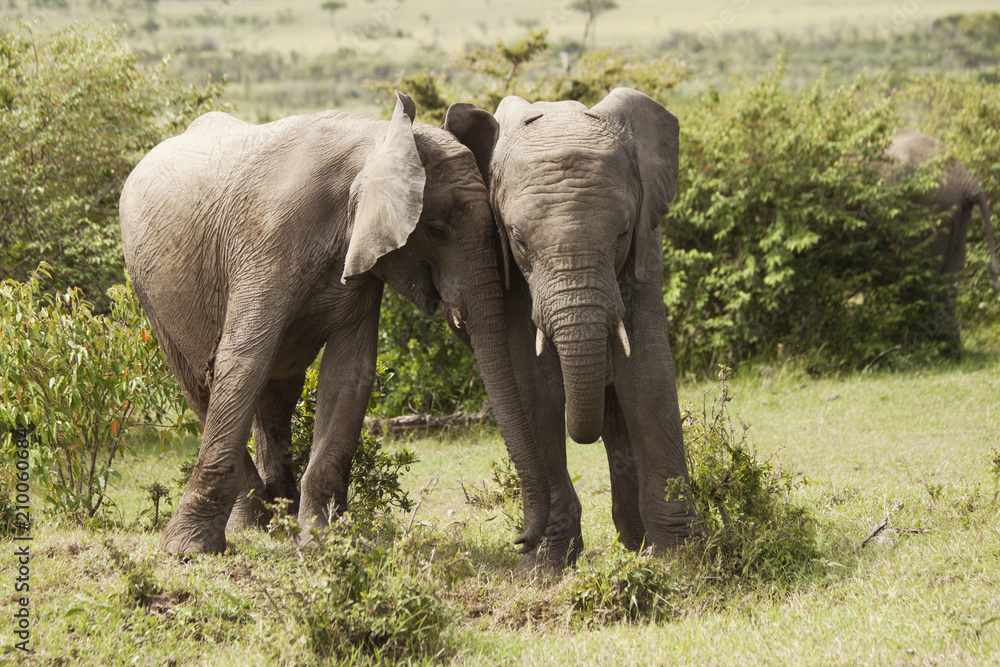 Fototapeta premium Elephant Cuddles