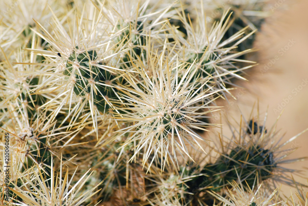 Cactus with thorns close up Cactus with thorns close up