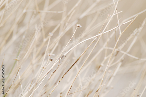 Dried desert plant soft background