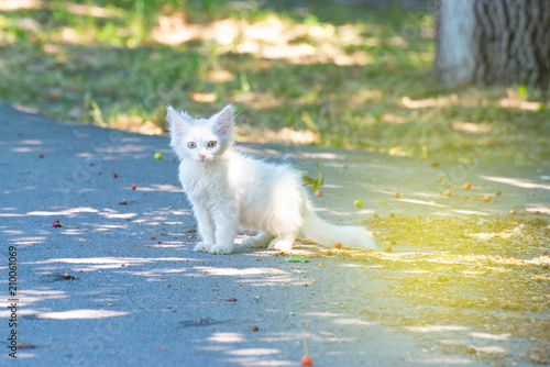 A small fluffy white cat is heated under the sun