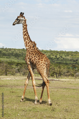 Canvas Print Adult Giraffe with Landscape