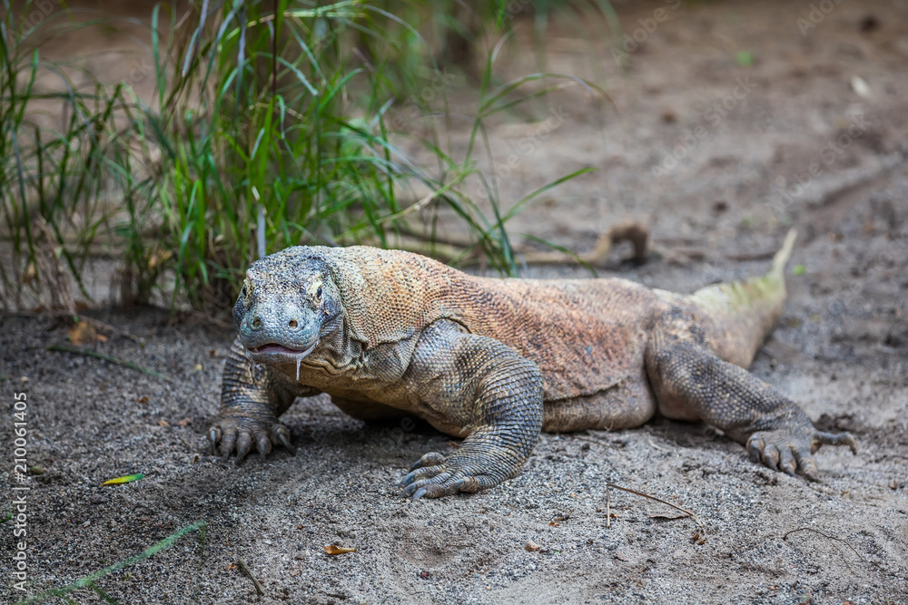 Komodo Dragon The biggest lizart in the world staying on the ground and looking on camera Komodo Dragon The biggest lizart in the world staying on the ground and looking on camera