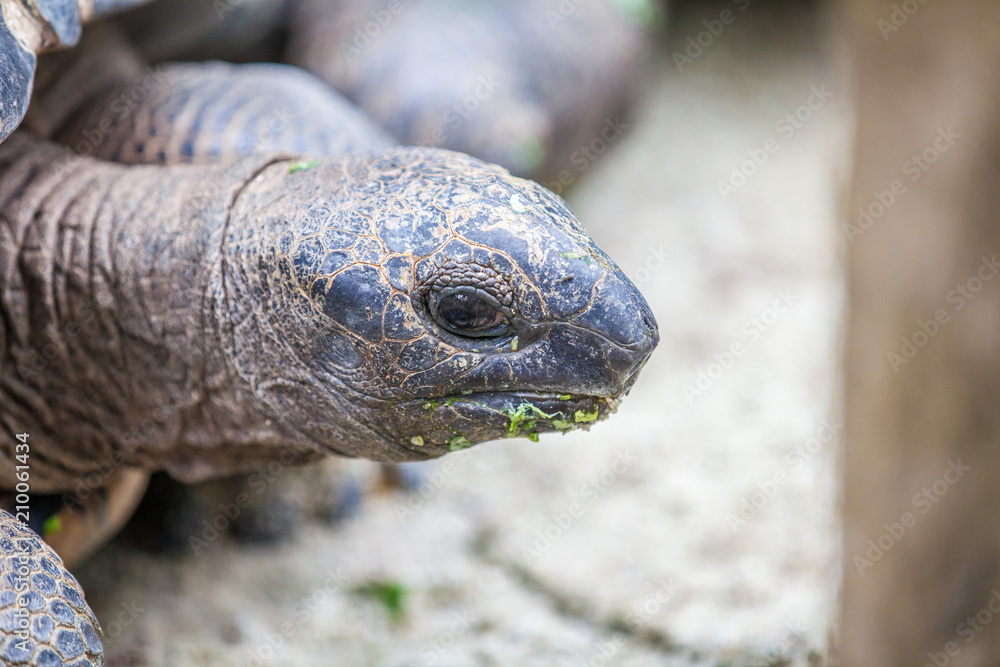 A close up of the face of a galapagos turtle