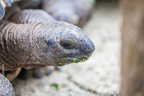 A close up of the face of a galapagos turtle