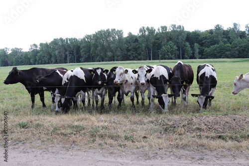 Kühe auf der Weide © Rico
