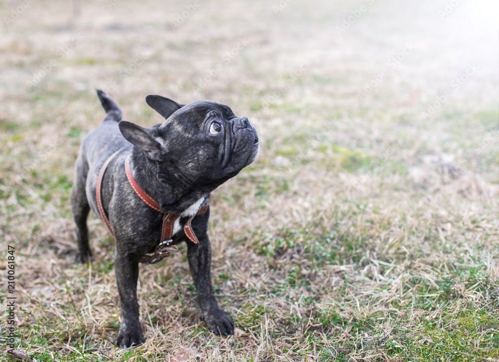 Black charismatic French bulldog on a walk. clever dog. Black charismatic French bulldog on a walk. clever dog.