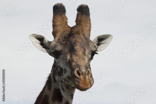 Giraffe Head