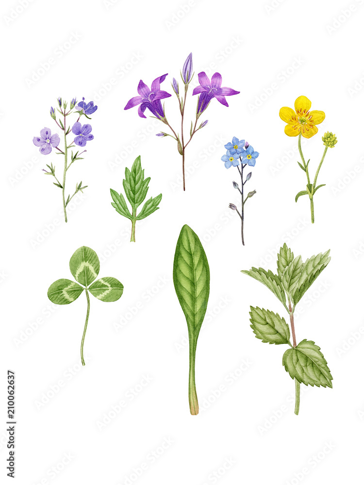 meadow flowers, wild flowers botanical illustration, watercolor hand drawn floral elements, can be used as print, postcard, packaging design, textile. meadow flowers, wild flowers botanical illustration, watercolor hand drawn floral elements, can be used as print, postcard, packaging design, textile.
