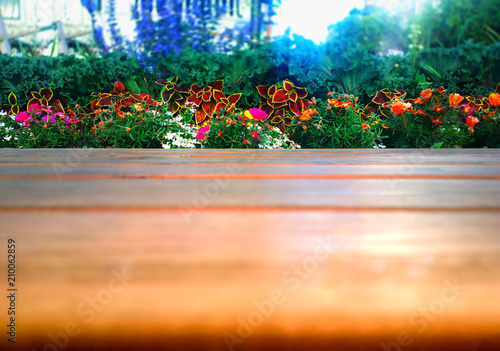 Low angled garden flowers bokeh background photo