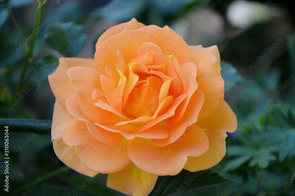 Stunning orange rose admires its splendor. Stunning orange rose admires its splendor.