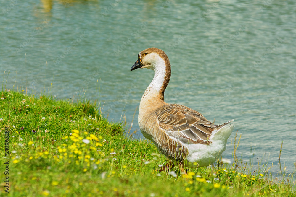 Obraz premium Duck walking on the grass on the bank