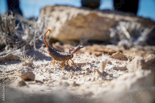 Burrowing scorpion in Namibia