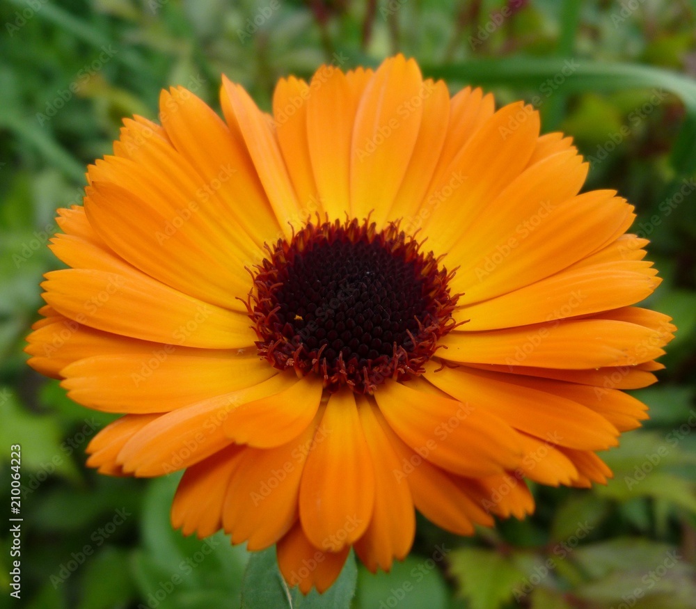 orange flower of calendula daisy with long petals on green background close-up of summer garden orange flower of calendula daisy with long petals on green background close-up of summer garden
