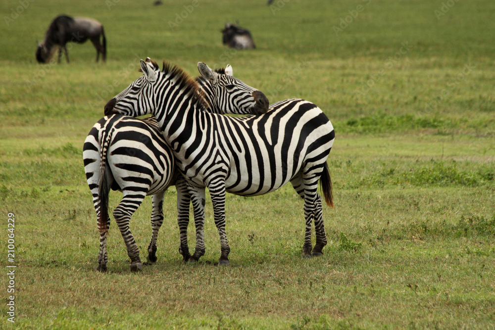 Couple of Zebras Resting their Heads Couple of Zebras Resting their Heads