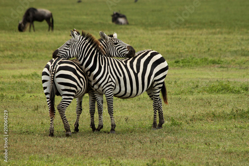 Couple of Zebras Resting their Heads