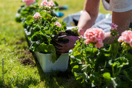 Fototapeta Naklejka Na Ścianę i Meble -  Woman planting flowers in the garden