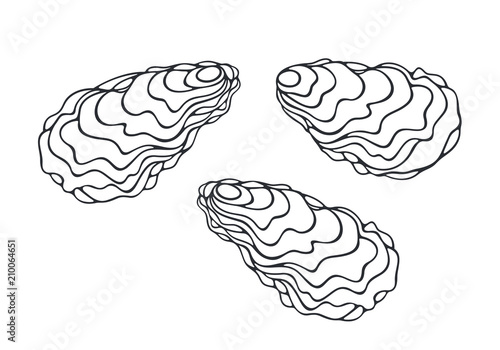 Oyster set. Isolated oyster  on white background
