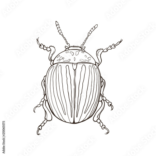 Colorado potato beetle isolated on white background. Vector illustration