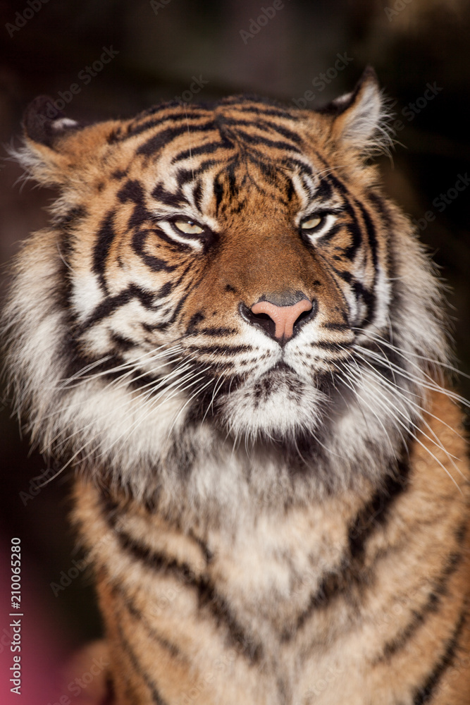 Siberian tiger headshot Siberian tiger headshot