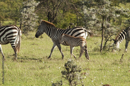 Young Zebra with Mom
