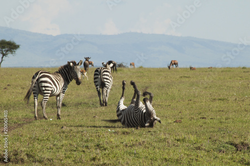 Zebra Rolling on the Grass