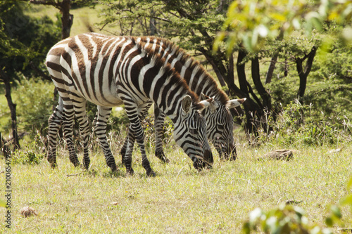 Pair of Zebras