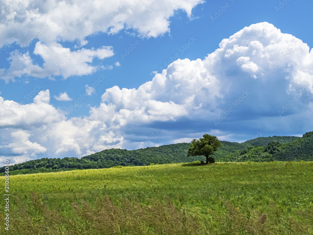 Single wild plum tree in an uncultivated field against beautiful white cumulus clouds Single wild plum tree in an uncultivated field against beautiful white cumulus clouds