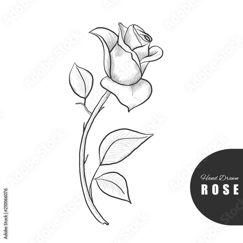 Beautiful hand drawn rose. Vector illustration.Great for greeting cards, backgrounds, wedding invitations