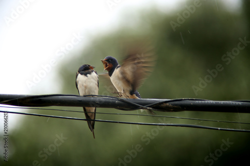 Zwei Vögel (Rauchschwalben) streiten sich auf einer Stromleitung in der Algarve im Regen