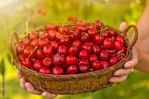Tasty cherries in a wooden basket holding a female hand in the background a blurred cherry set