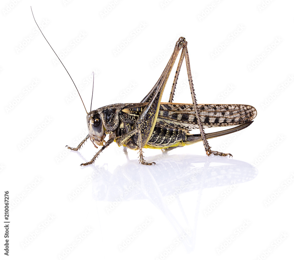 Grasshopper locust insect on white background Grasshopper locust insect on white background