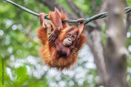 Young Orangutan with funny pose swinging on a rope photo