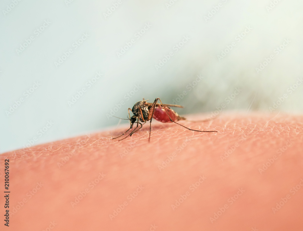 hazardous insect little mosquito had bitten and punctured human skin and drink blood hazardous insect little mosquito had bitten and punctured human skin and drink blood