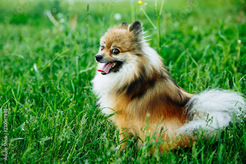 Cute Pomeranian sitting on green grass