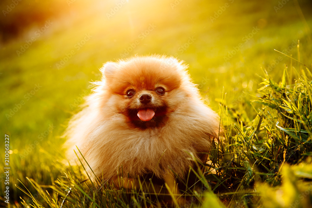 Portrait of cute puppy of Pomeranian dog with orange and white color sitting on grass