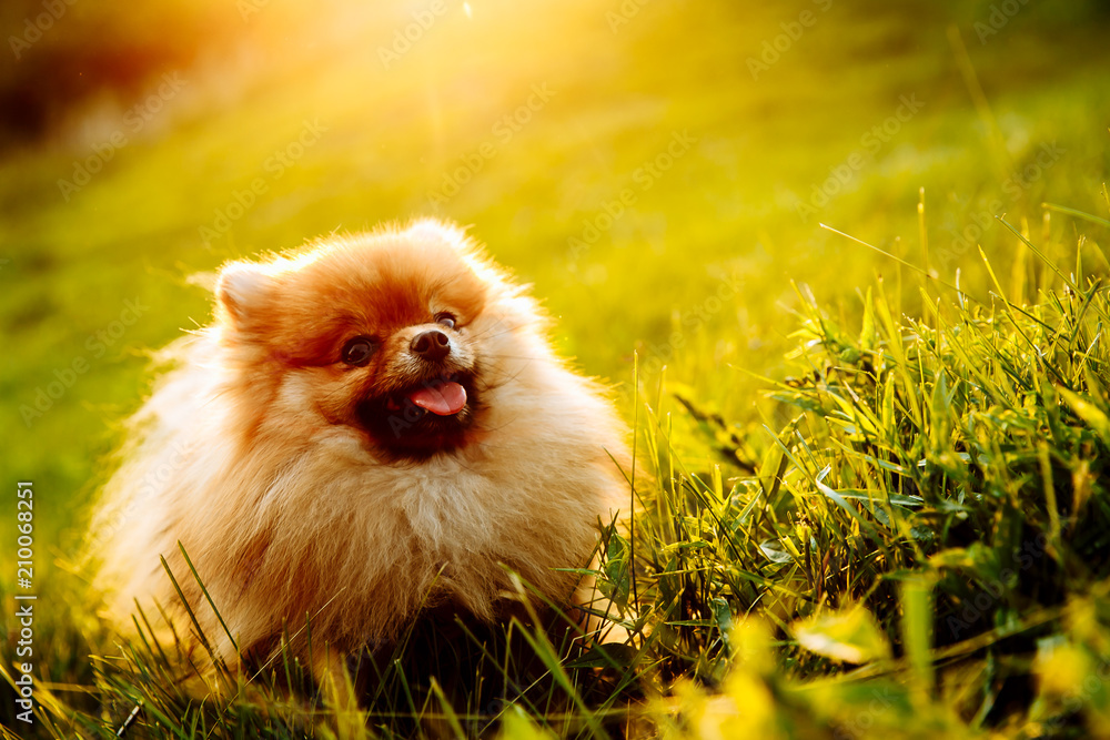 Portrait of cute puppy of Pomeranian dog with orange and white color sitting on grass