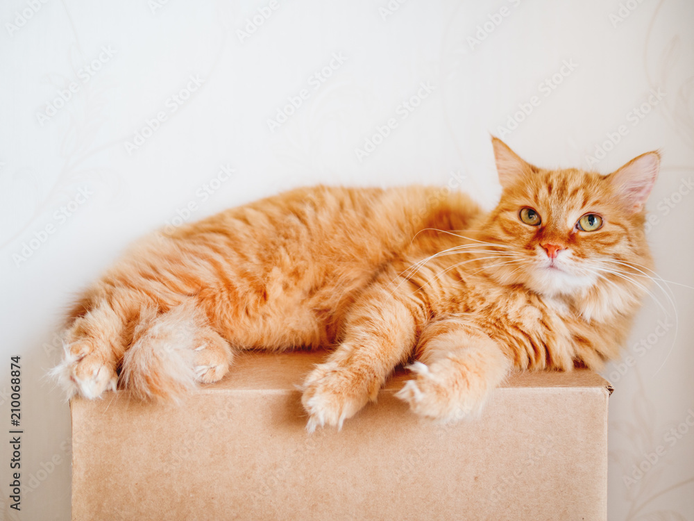 Cute ginger cat lying on carton box. Fluffy pet gazing curiously.
