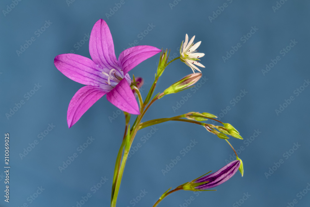 bouquet of wildflowers