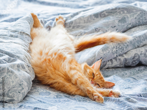 Fototapeta Naklejka Na Ścianę i Meble -  Cute ginger cat lying in bed. Fluffy pet stretching. Cozy home background, morning bedtime.