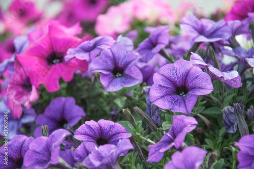 purple petunia flowers, floral background
