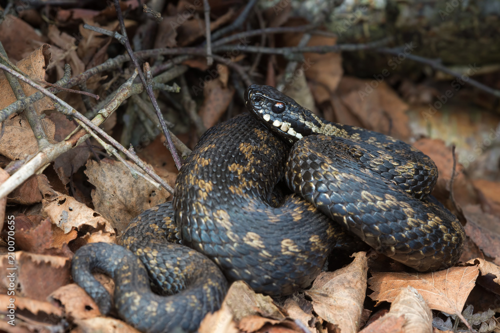 Common European Viper (Vipera berus)/Common European Viper in leaf litter Common European Viper (Vipera berus)/Common European Viper in leaf litter