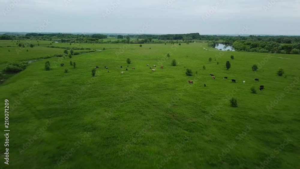 Flying over green field with grazing cows. Aerial background of country landscape Flying over green field with grazing cows. Aerial background of country landscape
