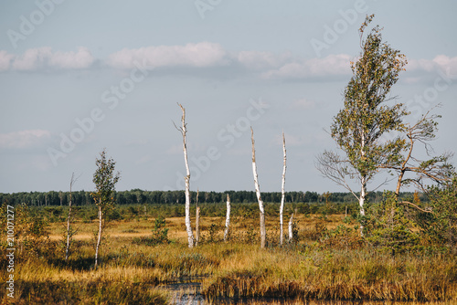 A beautiful swamp landscape by the lake in the morning light. Marsh scenery in Eastern Europe. A grassy swamp.