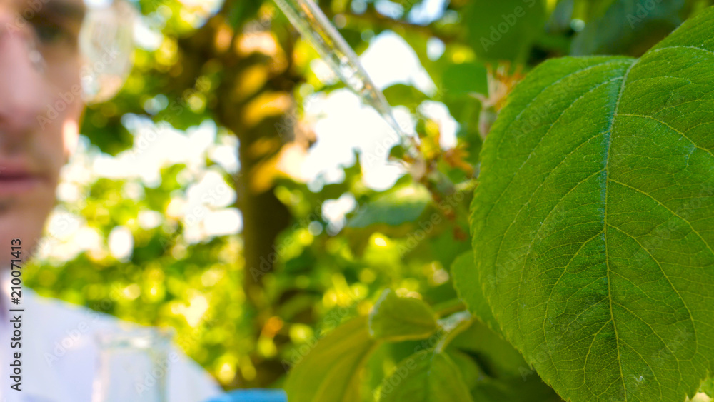 A young handsome (male) biologist or agronomist, takes analyzes of moisture leaves, dna, pipette, in a white coat, goggles, blue rubber gloves, walks across the apple tree. A young handsome (male) biologist or agronomist, takes analyzes of moisture leaves, dna, pipette, in a white coat, goggles, blue rubber gloves, walks across the apple tree.