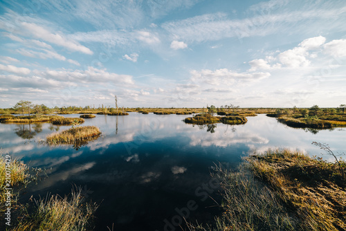 Summer landscape. swamp  marsh  bog  quagmire  morass  backwater. An area of low-lying  uncultivated ground where water collects  A bog or marsh.