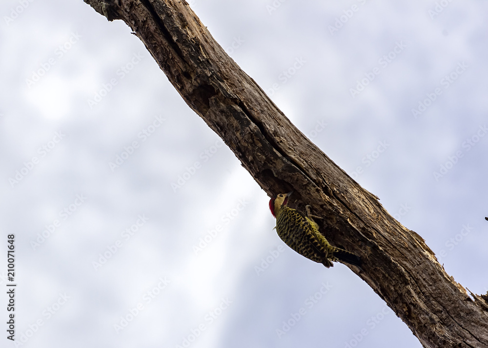 woodpecker bird pecking tree trunk woodpecker bird pecking tree trunk