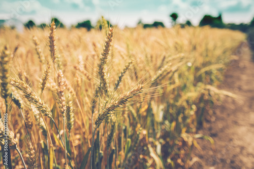 Ripening barley ears in field